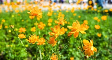 盛夏金蓮川